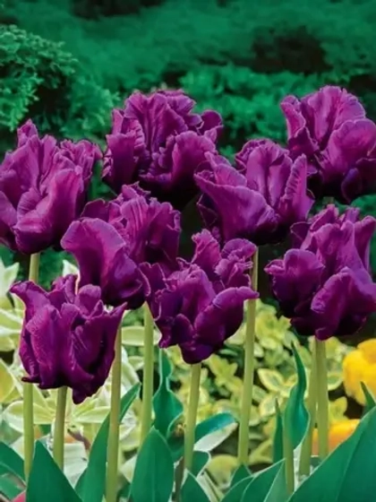 Тюльпан Попугайный Викториас Сикрет