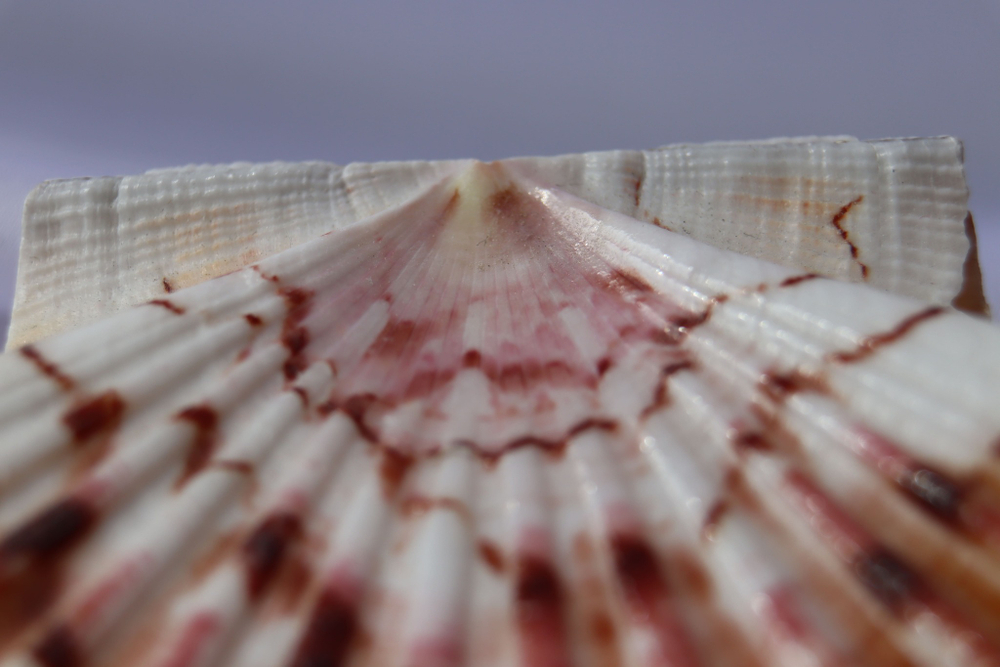 Раковина Пектен Албикан (Pecten albicans) двустворчатая (склеена), 9-12см, 1шт