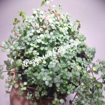 Пилея прижатая Сильвер