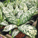 Диффенбахия THEP MONGKOL (A111)