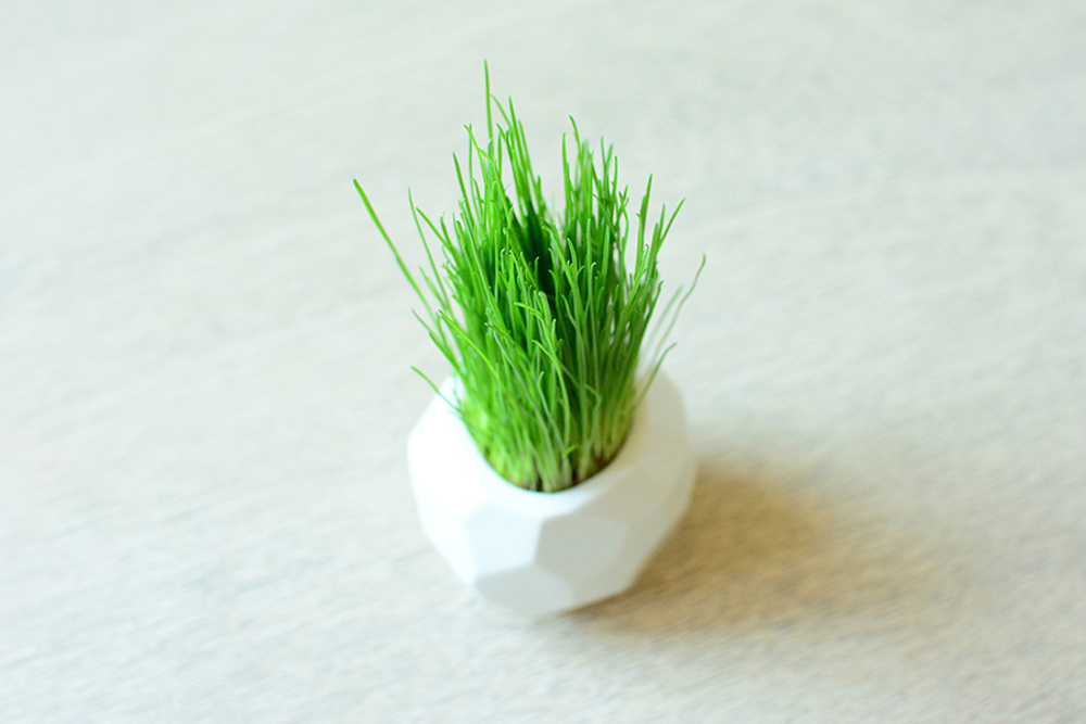 Набор для выращивания eco мини-кашпо "Камушек"