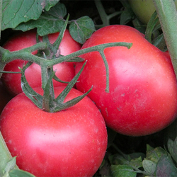 Томат Пинк Профит F1