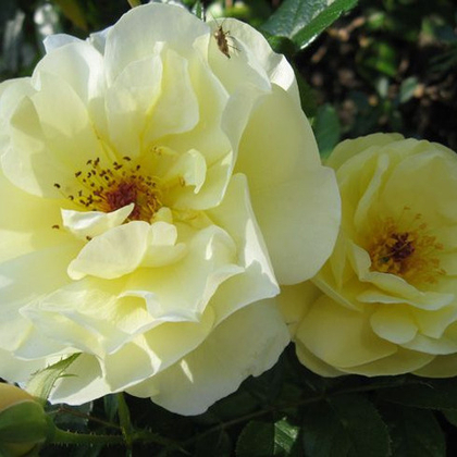 Роза почвопокровная Зоненширм (горшок 5л)
