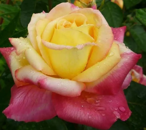 Роза чайно-гибридная Восточный Эспресс