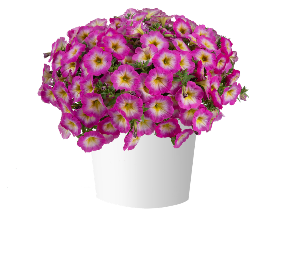Петуния Capella Pink Morn