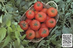 ТОПСПОРТ F1 семена томата (Bejo | Alexagro)