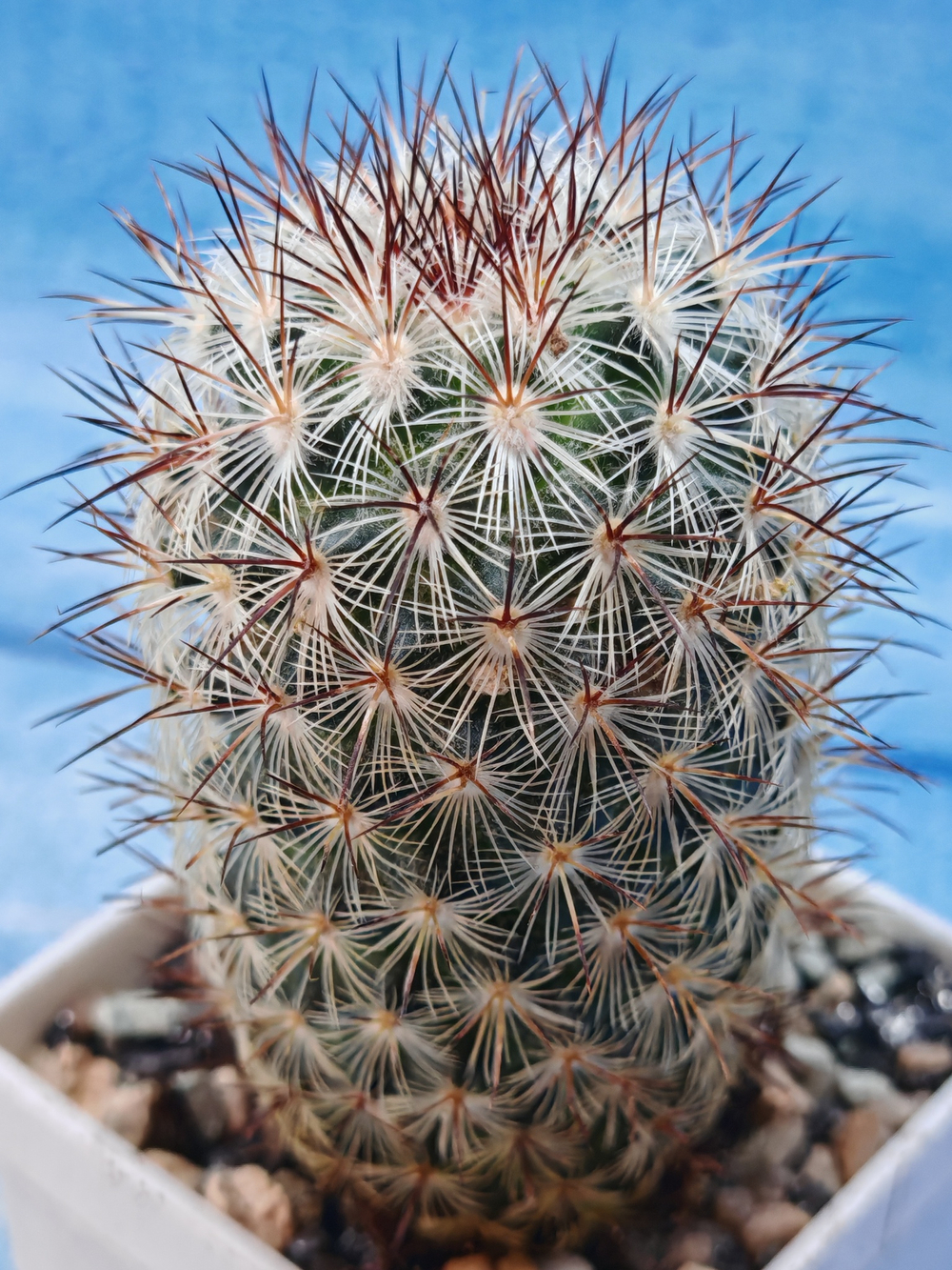 Mammillaria Microhelia (Маммилярия)