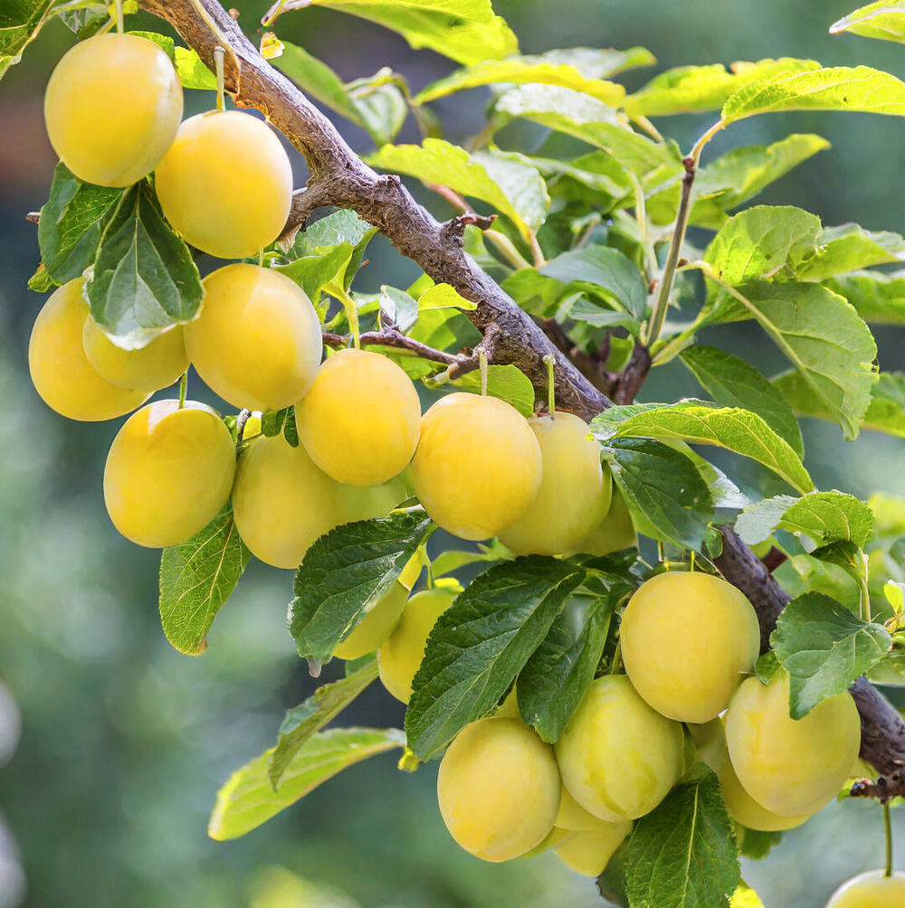 Слива Ренклод Колхозный