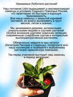 Синеголовник плосколистный, эрингиум чертогон чертополох многолетний