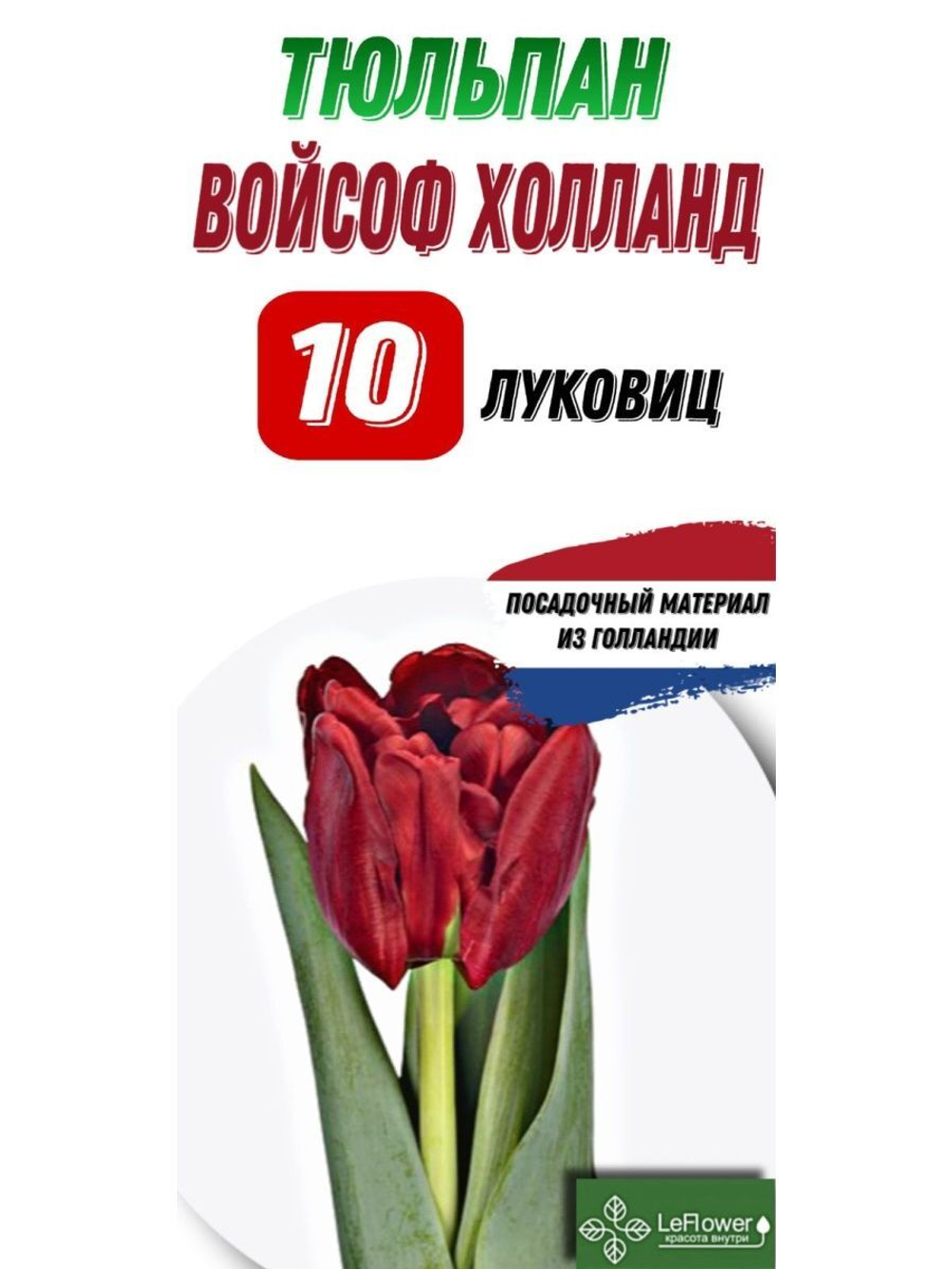 Тюльпан Луковица, Войс оф Холланд, 10шт