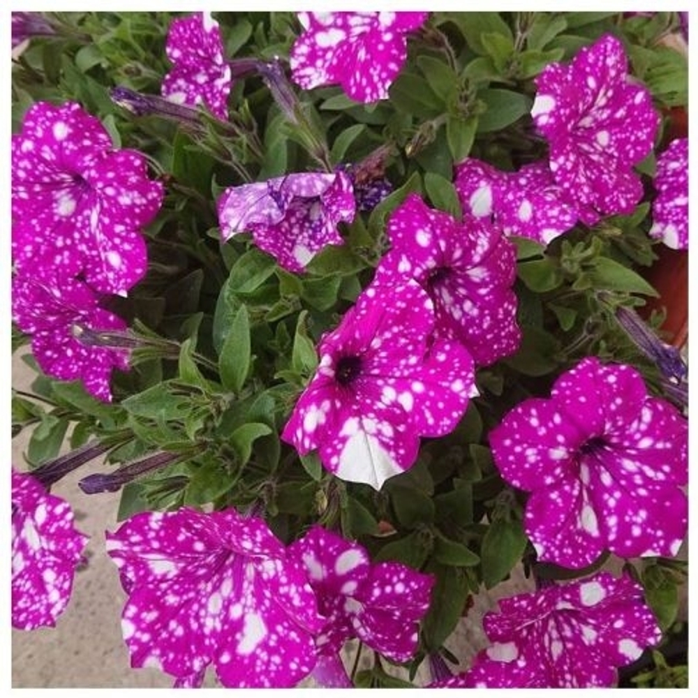 Петуния кустовая Dot Star ROSE