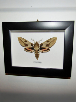 Бражник Hyles nicaea в рамке