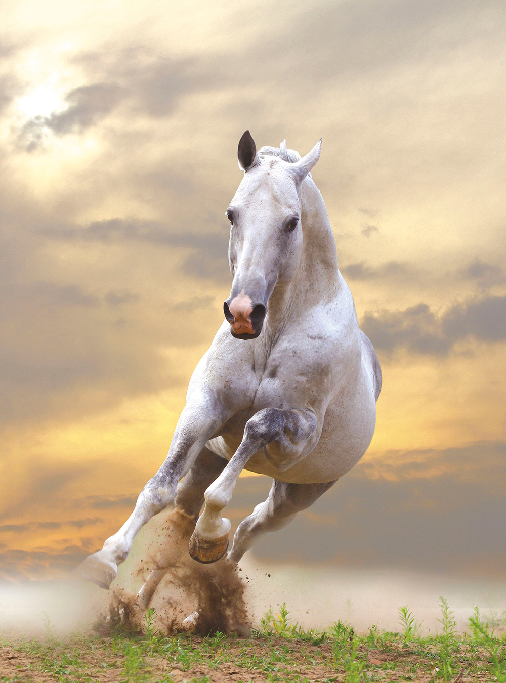 Коллекция Животные