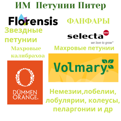 ЕВРО Укореннные черенки конец ноября  Volmary, Dummen Orange, Selecta,