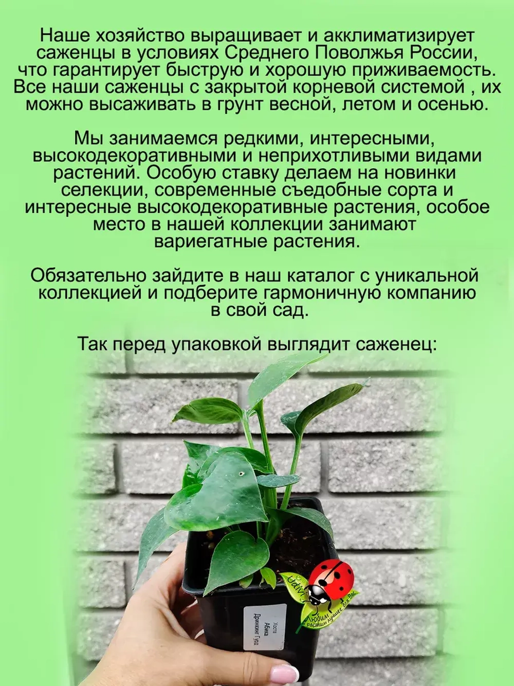 Хоста Абиква Дринкин Гурд Голубая чашеобразная
