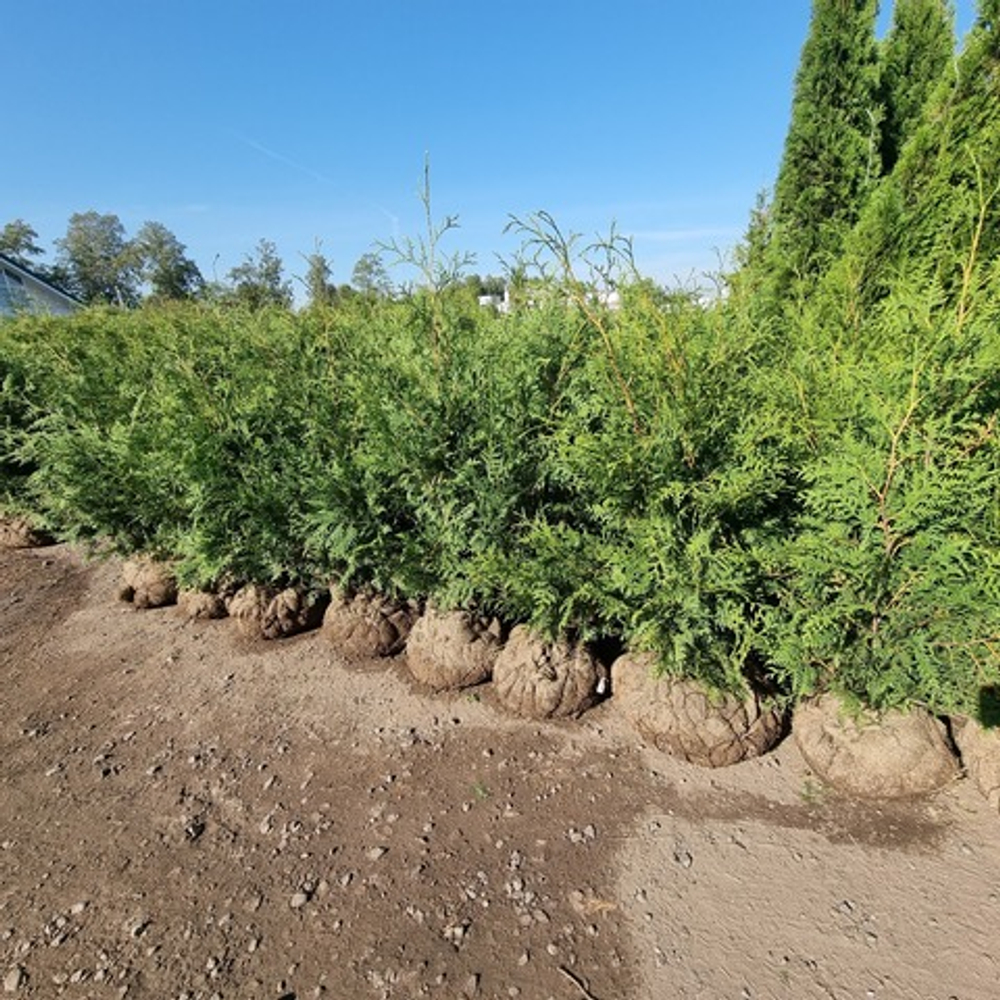 саженцы туи брабант