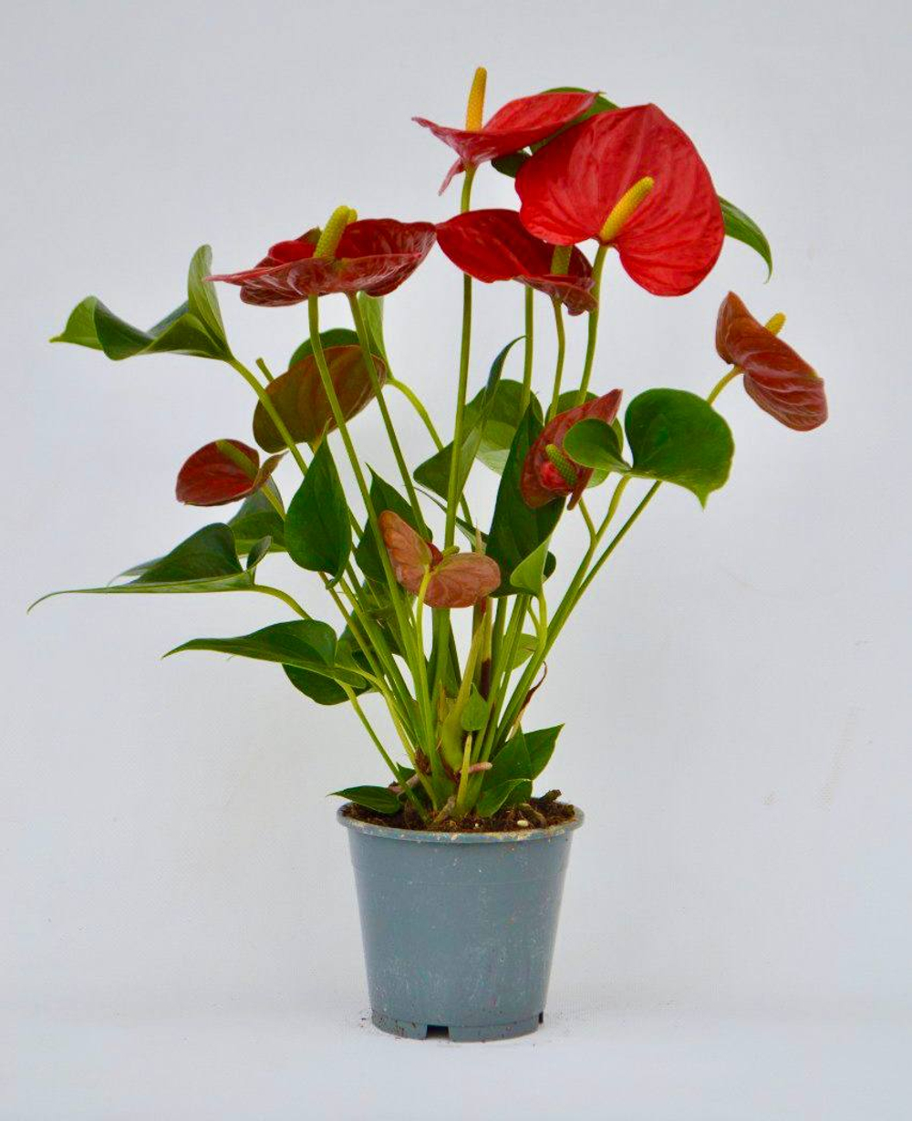 Антуриум д.12 СП