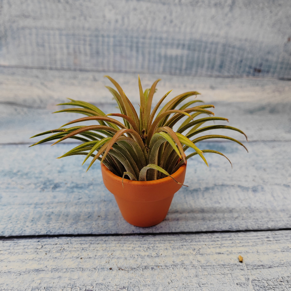 Тиландсия атмосферная (Tillandsia sp.)