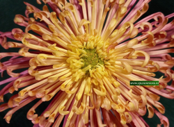 Хризантема одноголовая  Коготь ☘ о.52  (отгрузка Август)