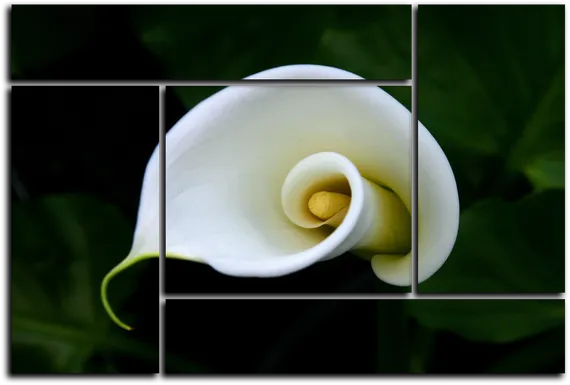 Модульная картина "Белый цветок"