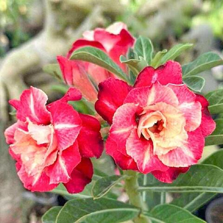 Адениум MACHAEL