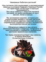 Молодило Бронзовая Пастэль каменная роза