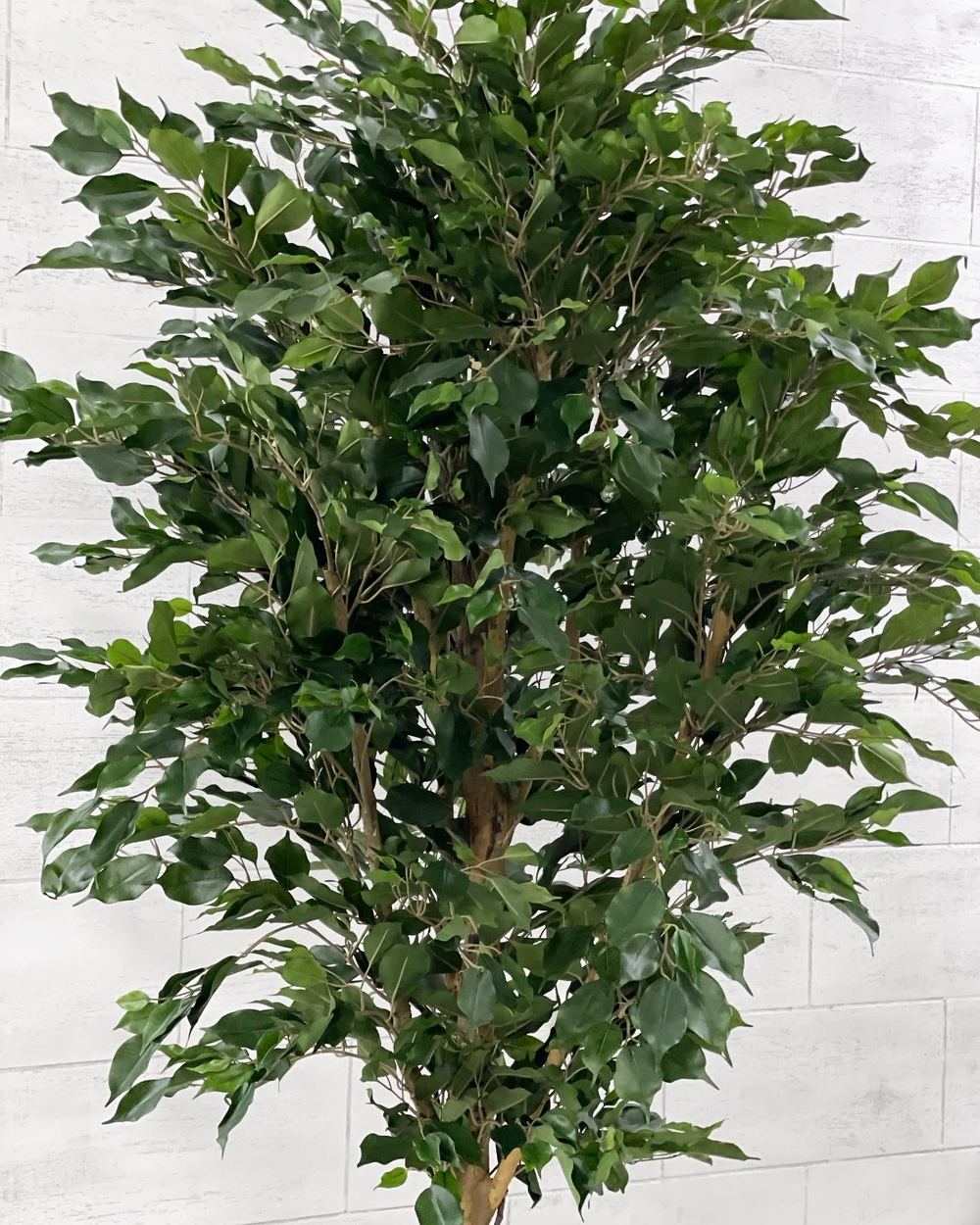 22.01. Озеленение офисного пространства ботаническими копиями растений