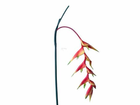 Цветок Геликонии - Красный