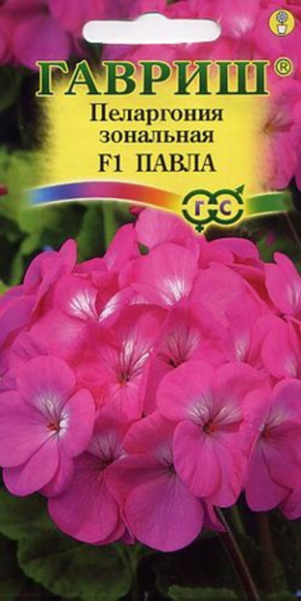 Пеларгония Павла Ц Гавриш