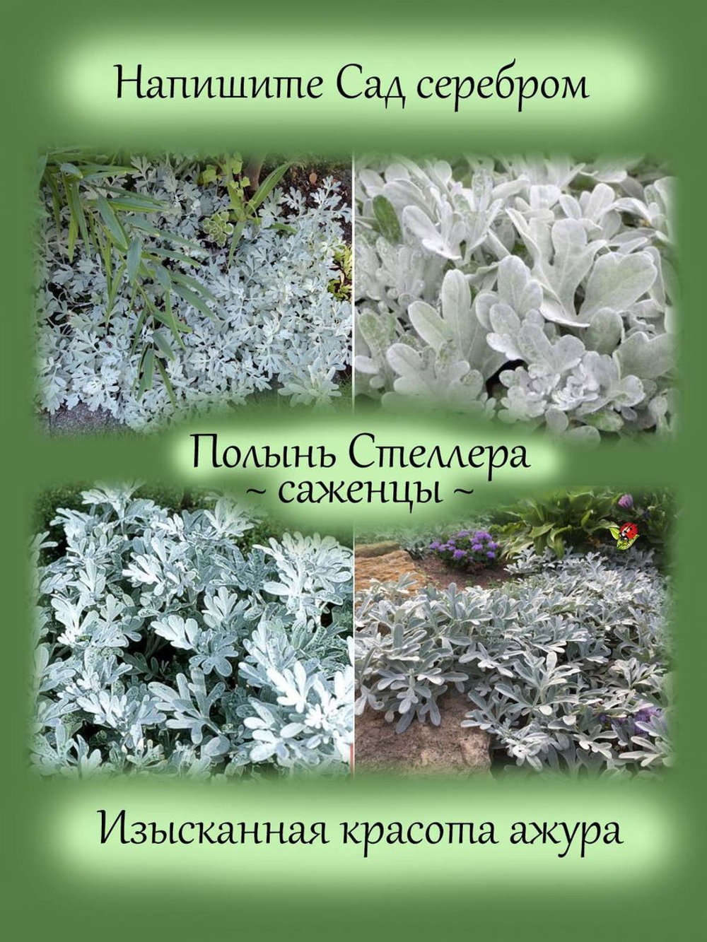 Полынь Стеллера серебристая многолетняя