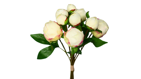 Букет закрытых пионов (9 бутонов) - Кремовый