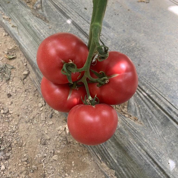 Пинквин F1 семена томата индетерминантного (Rijk Zwaan / Райк Цваан) культура – фото 8