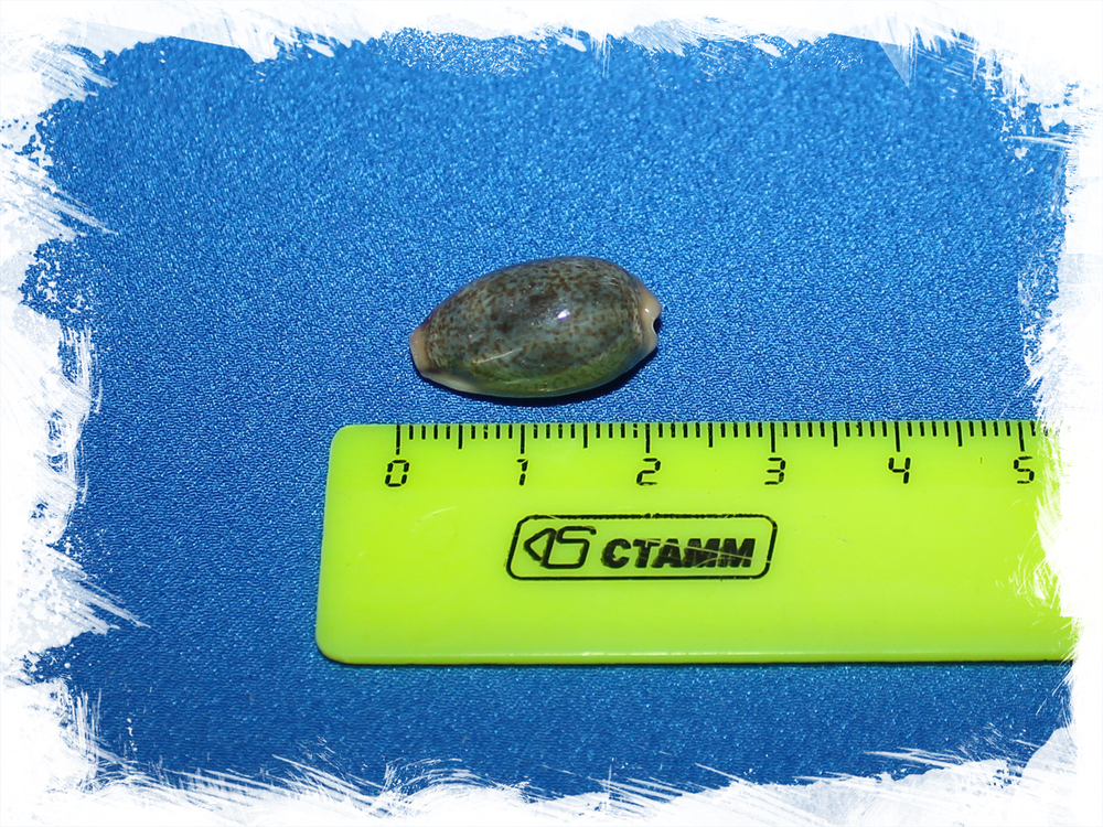 Ципрея бимакулата (Cypraea bimaculata)