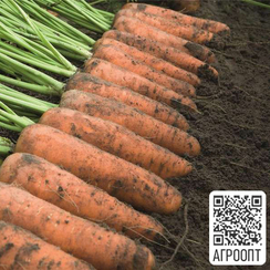 Каскад F1 семена моркови курода/шантане (Bejo / Бейо)