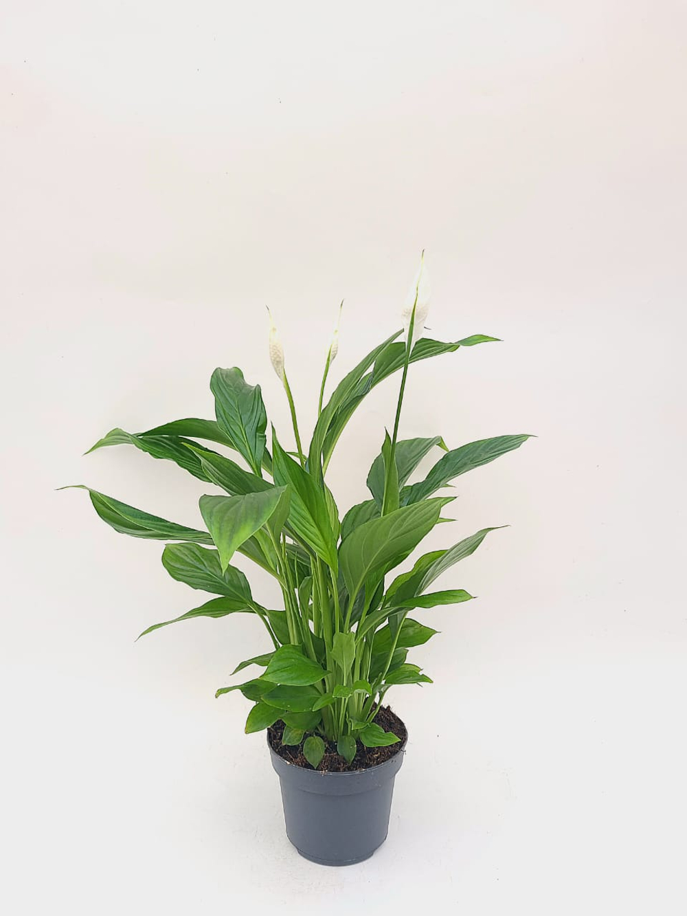 Спатифиллум