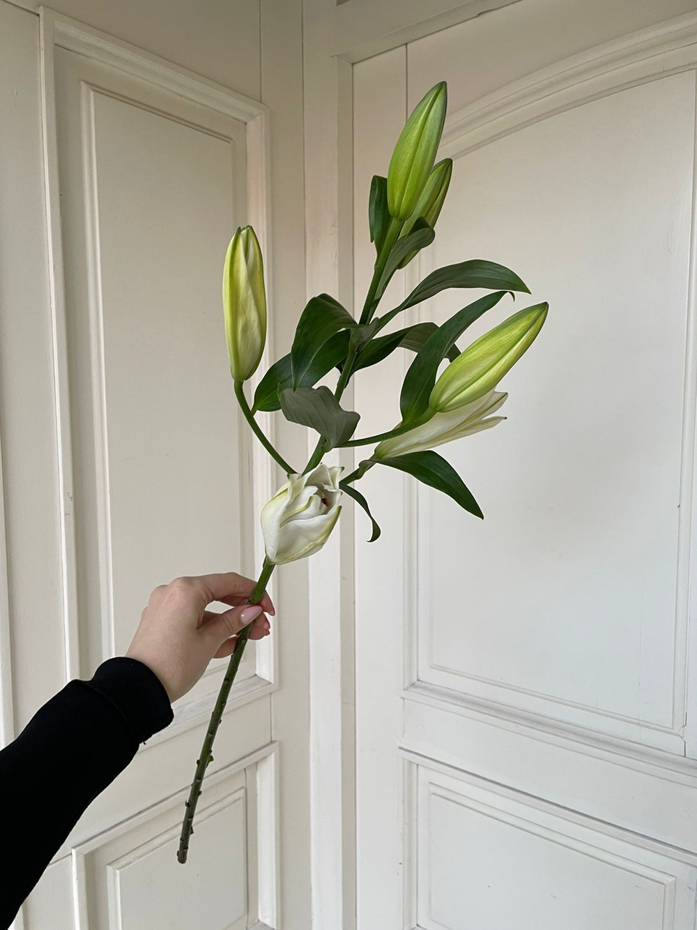 Лилия белая