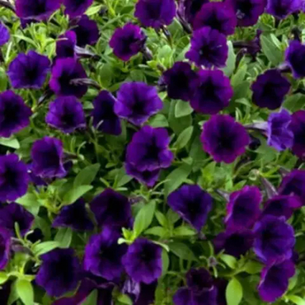 Петуния Mini VISTA Violet