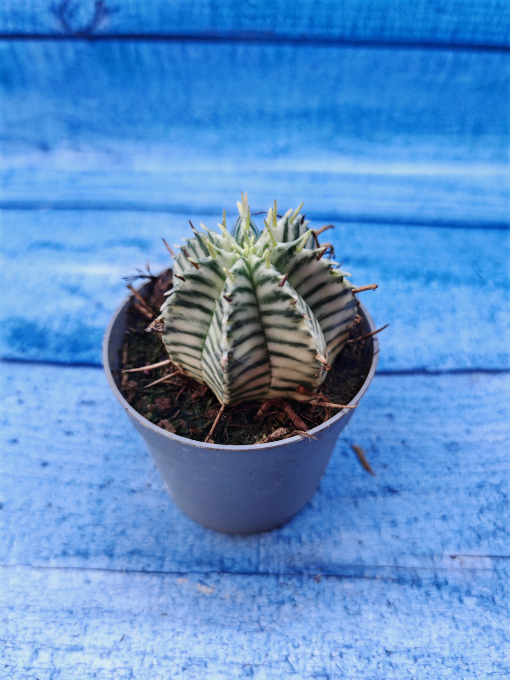 Euphorbia meloformis f. Variegated (Эуфорбия вариегатная)