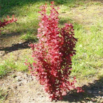 Барбарис Тунберга Ред Роккет C5 40-60