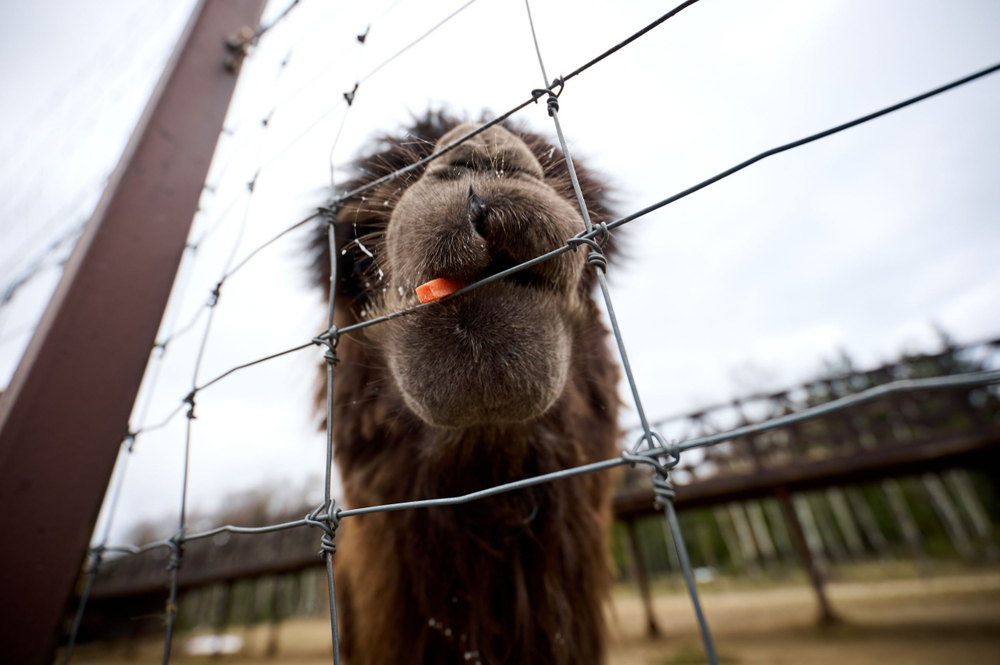 Праздник в стиле Гжель