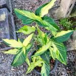 Сингониум ANGUSTATUM TRICOLOR