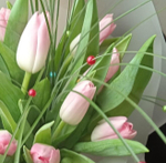 Букет розовых тюльпанов 11 шт. с берграсом в матовой пленке