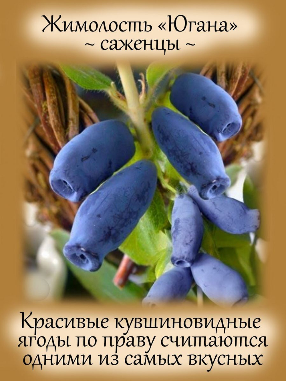 Жимолость Югана ягодный кустарник