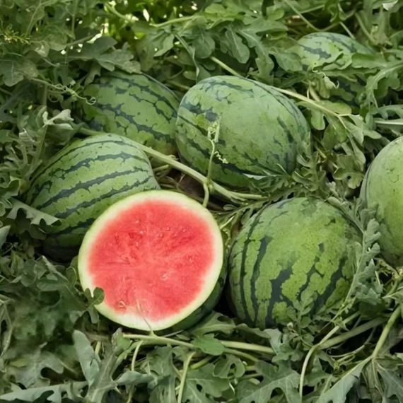 Коралсиньо_F1_семена_арбуза_Rijk_Zwaan_купить – фото 1