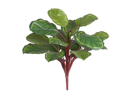 Калатея Розеопикта Грин куст