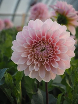 Георгин Sweet Nathalie (корень) Закупка М55 апрель 2026