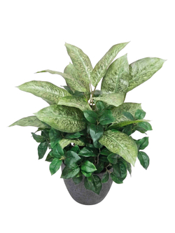 Диффенбахия с зеленью с кашпо Лофт
