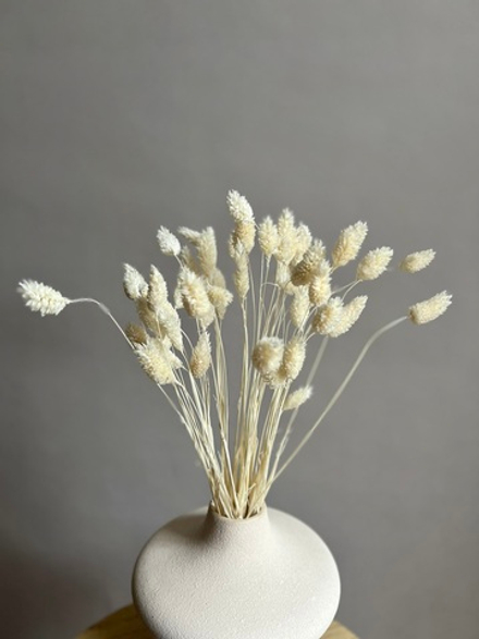 Фаларис белый