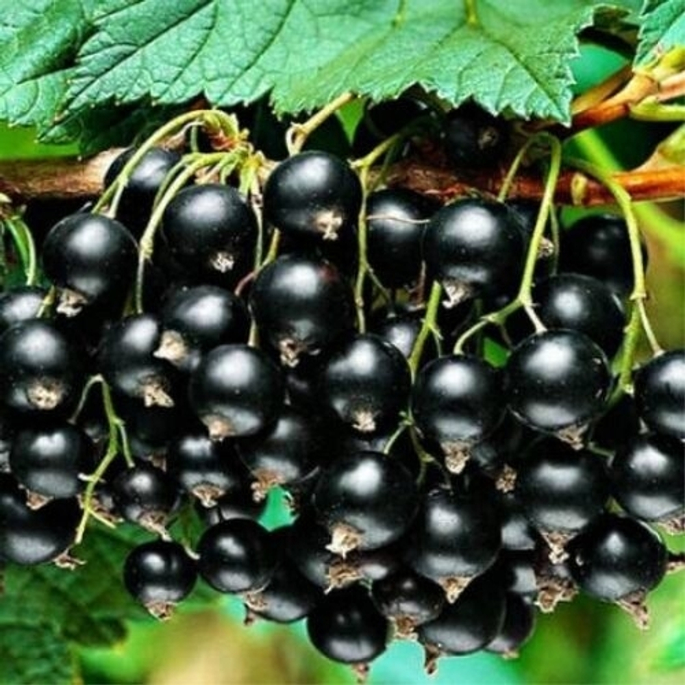 Смородина Черная Атлант