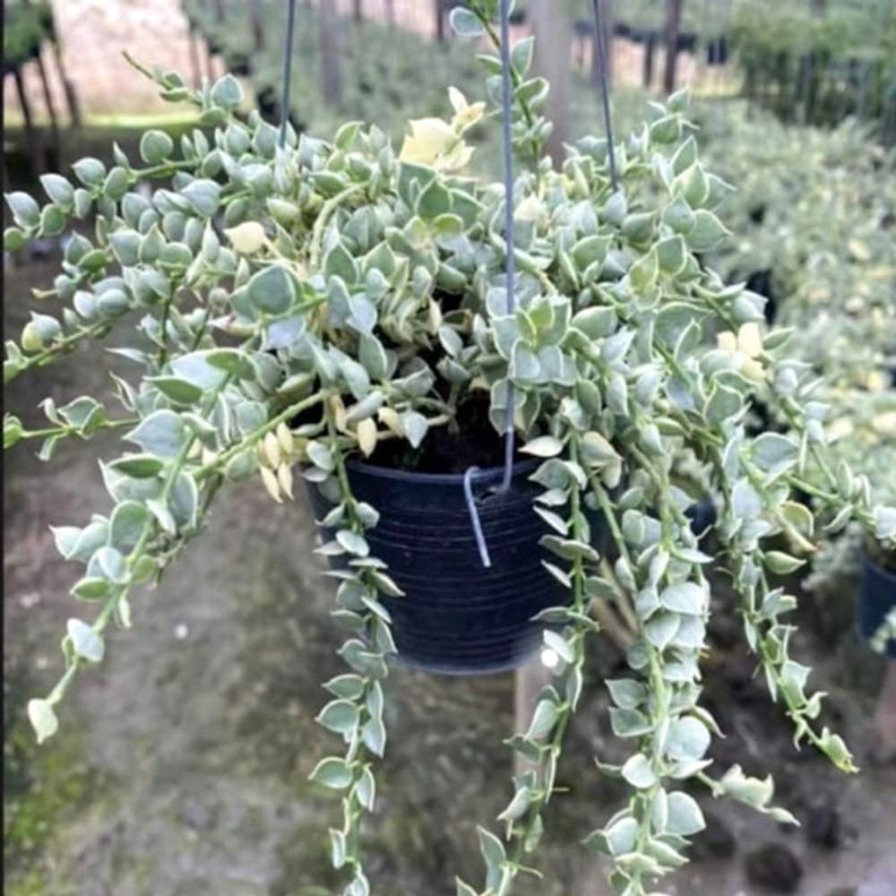 Дисхидия RUSCIFOLIA